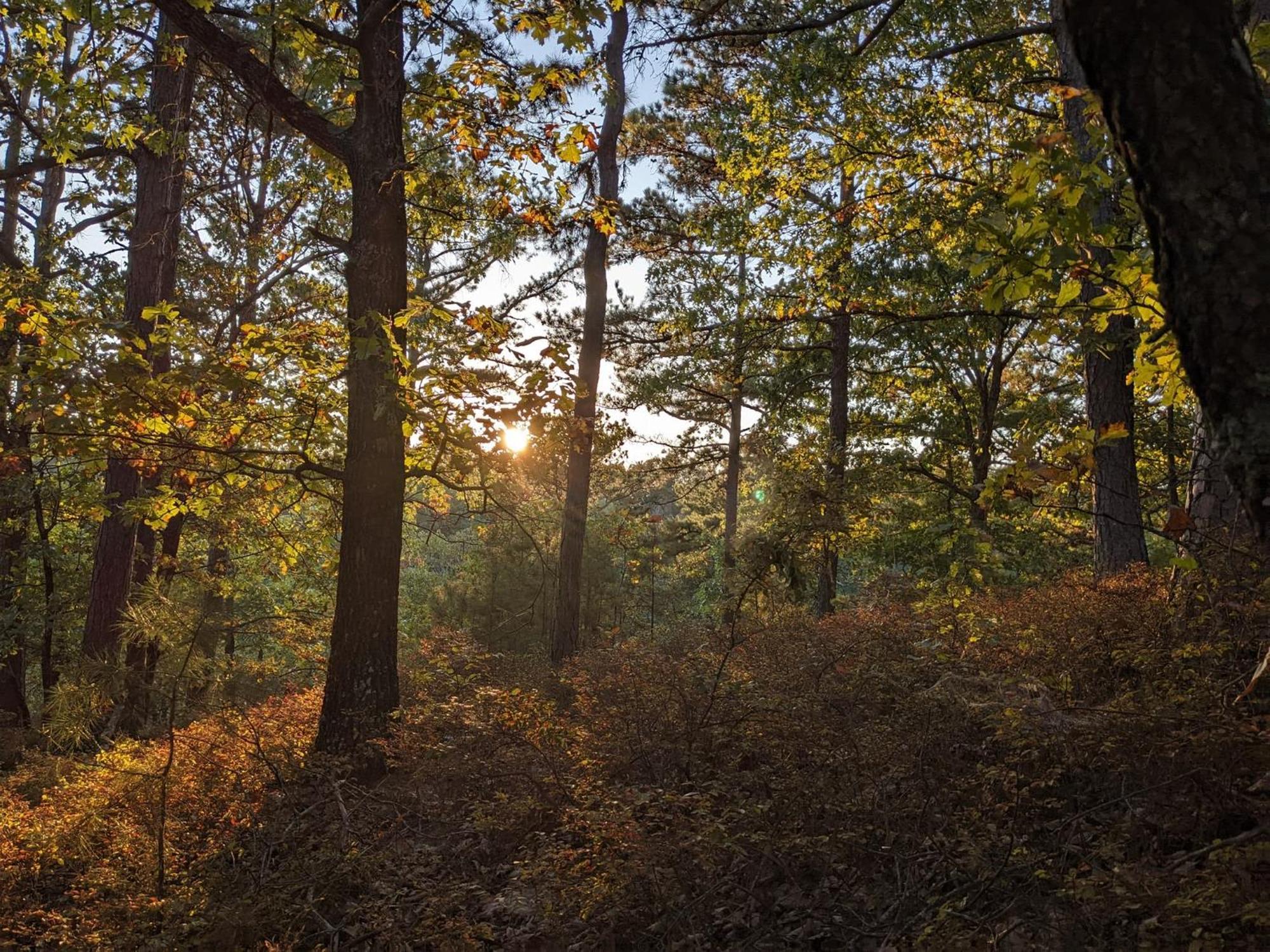 Loblolly Pines #3 Adventure Aframe Βίλα Eureka Springs Εξωτερικό φωτογραφία